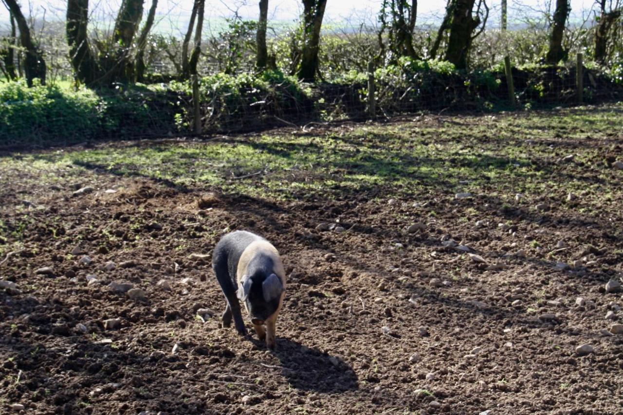 Ebberley Escapes Bed and Breakfast Great Torrington Esterno foto