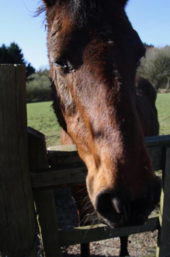 Ebberley Escapes Bed and Breakfast Great Torrington Esterno foto