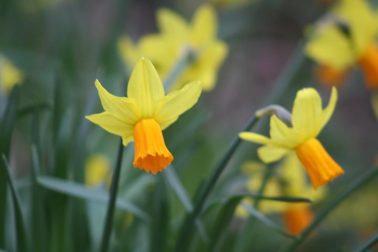 Ebberley Escapes Bed and Breakfast Great Torrington Esterno foto